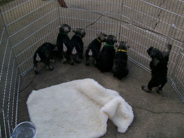 Puppy Butts!